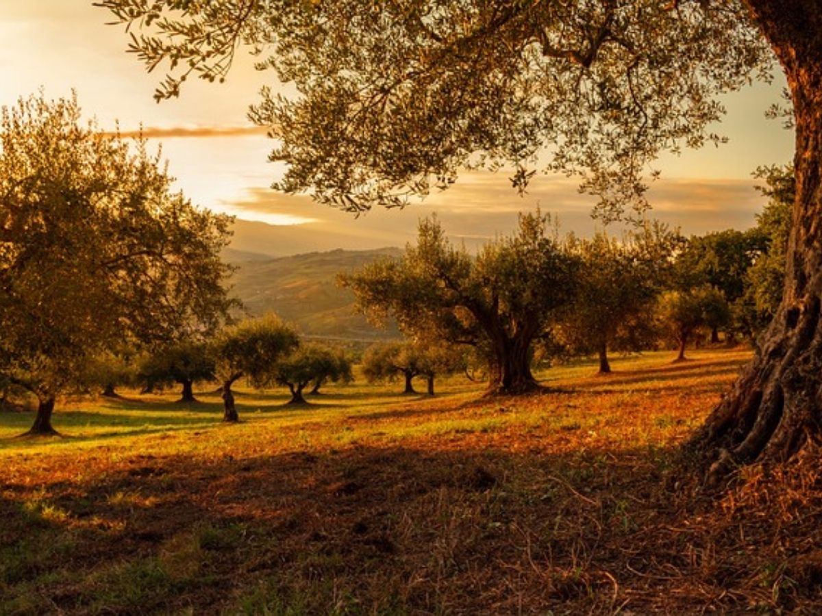 Renew Your Spirit: How to Create a Sacred Space and Simplify Your Life This Fall