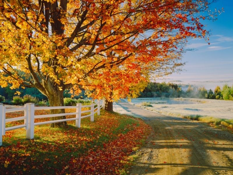 Autumn landscape with vibrant fall leaves, representing gratitude and seasonal reflection in fall spiritual practice.