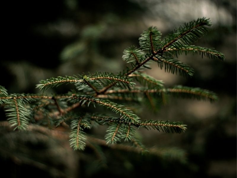 Close-up of pine branches used to make the Advent wreath, a devotion to deepen the Christmas preparation.