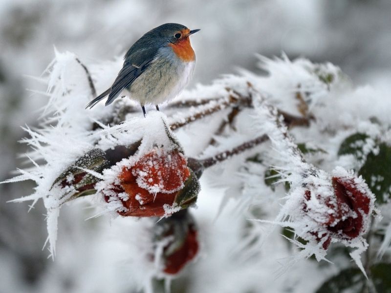 Bright robin on a frosty branch, representing winter stillness inviting to self-care rituals outdoors.