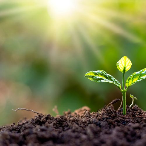 Sowing Seeds in Our Hearts: The Hidden Cosmic Hope the Universe Longs For