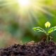 A young green seedling sprouting from rich dark soil under bright sunlight, illustrating the theme of sowing seeds in our hearts.