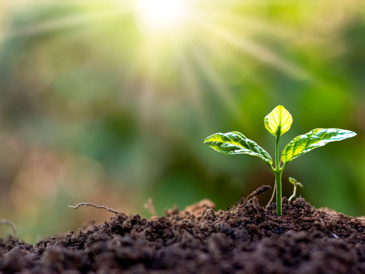 Sowing Seeds in Our Hearts: The Hidden Cosmic Hope the Universe Longs For