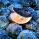 Treasure of the kingdom of heaven represented by a glowing pearl inside an open oyster shell, resting on a bed of blue-toned oysters.